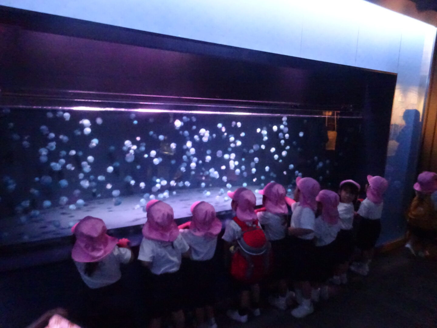 すいぞくかんにいったよ！！ | 西山幼稚園