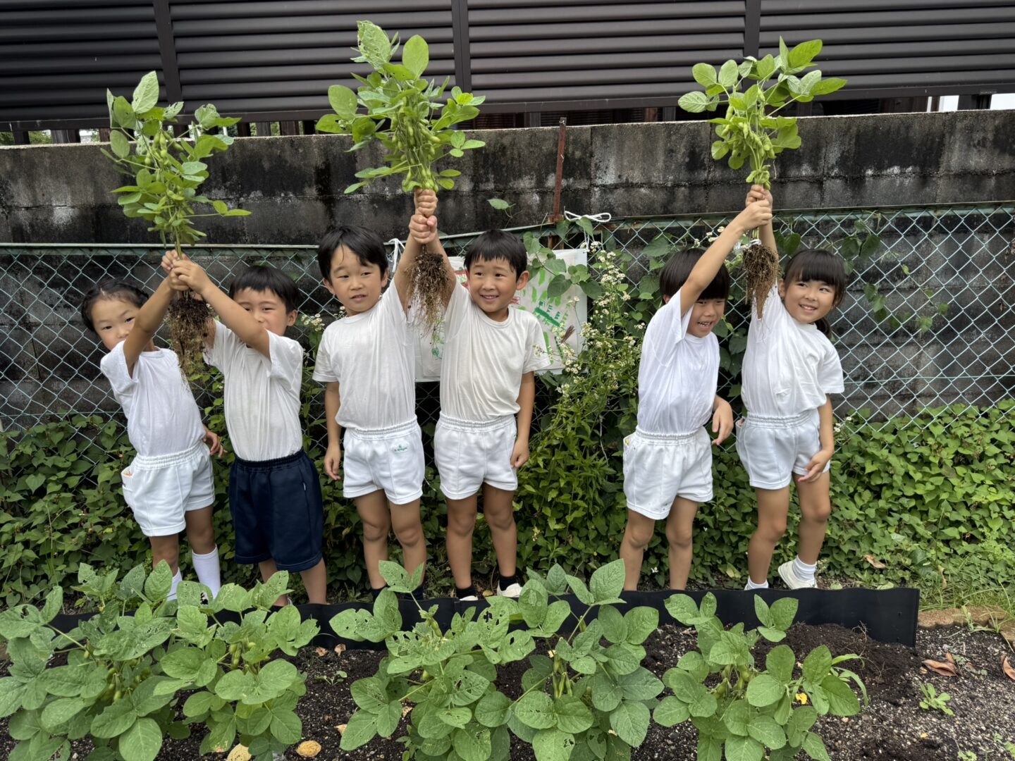 収穫したよ！ | 西山幼稚園
